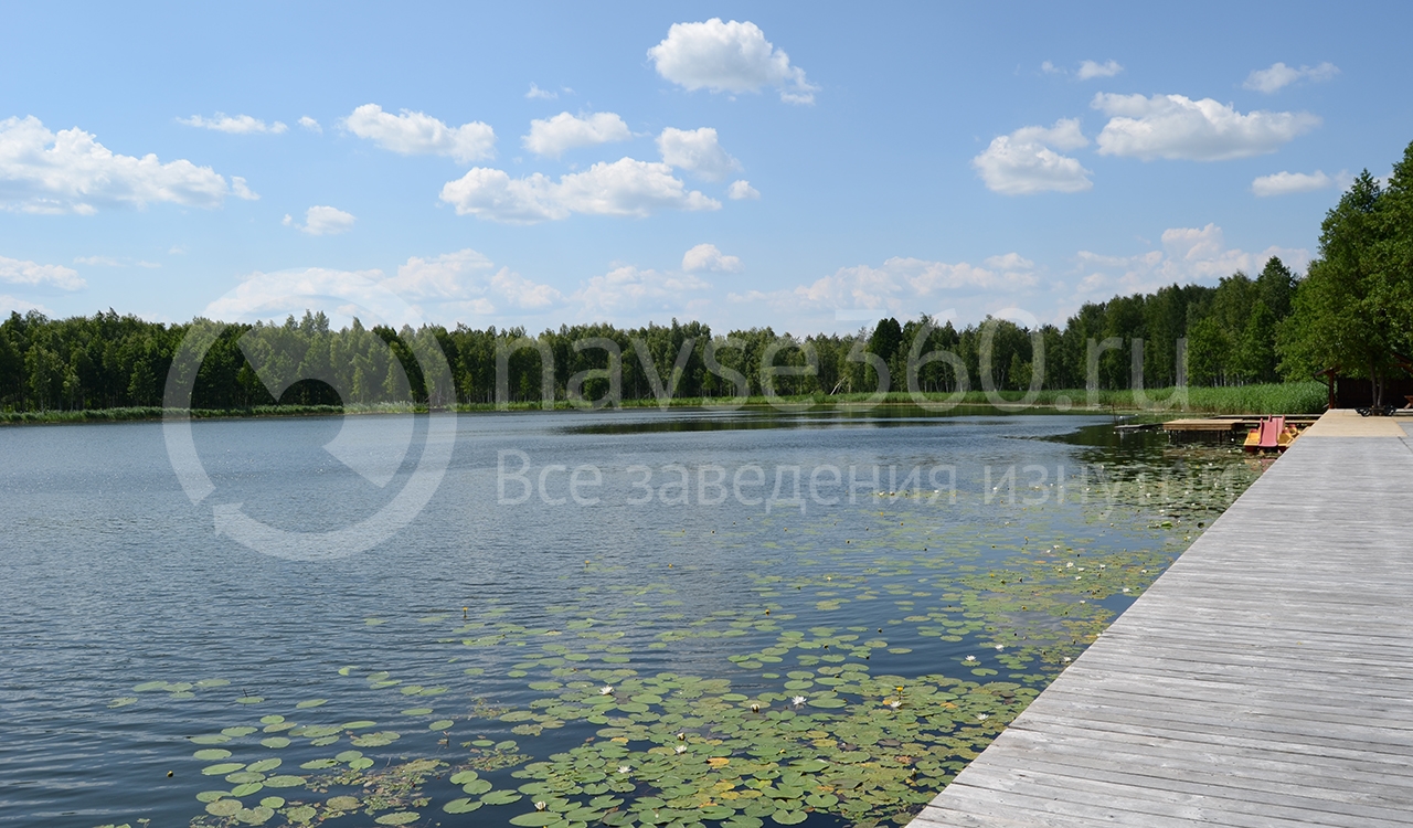 Кувшинки Бартынь