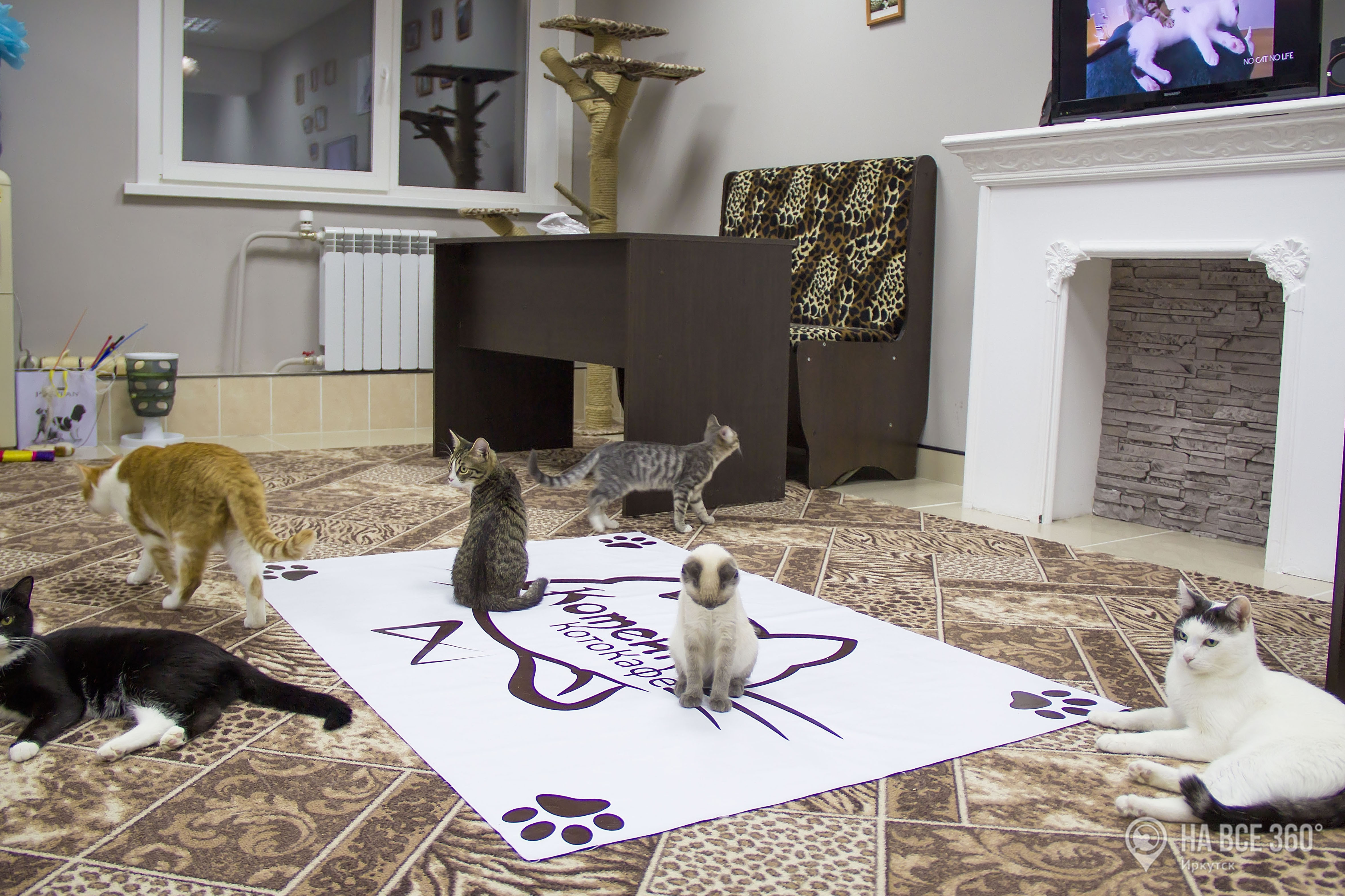 Кошки, с которыми можно играть