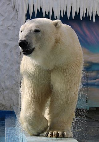 День Белого Медведя